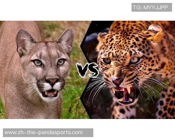 瓜达拉哈拉与美洲狮精彩对决比分直播全程跟踪分析 瓜达拉哈拉与美洲狮精彩对决比分直播全程跟踪分析